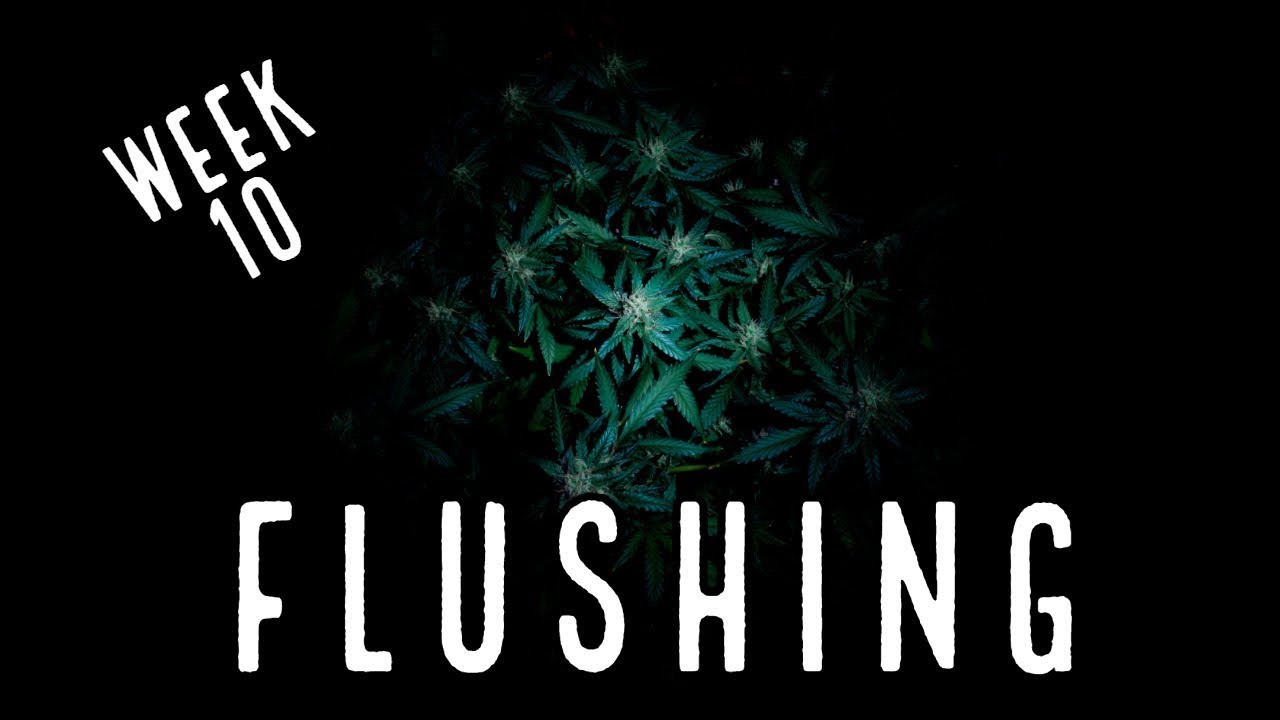 Week 10: How to Flush Autoflowers