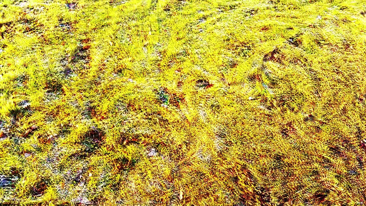 Streetside v2 (Psychedelic trip replication)