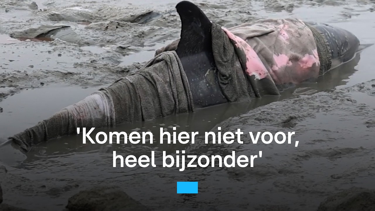 Deze dolfijn is aangespoeld in Friesland | RTL Nieuws