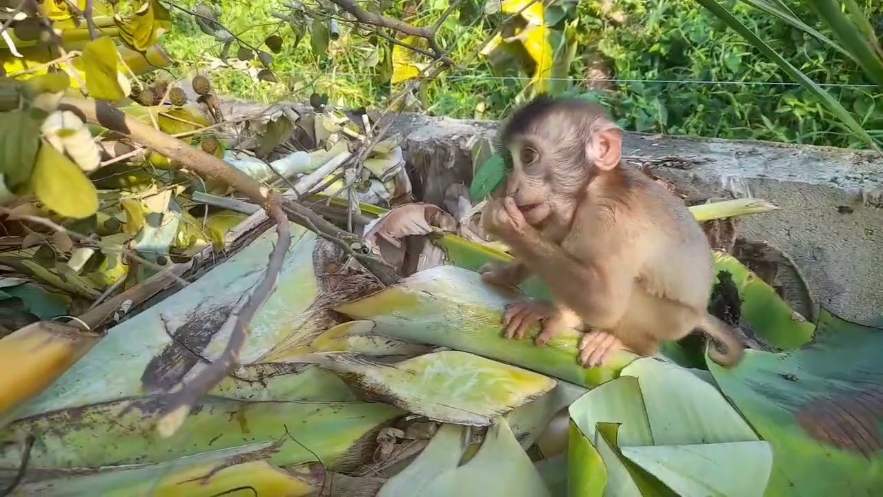 Anak monyet caca lagi mencari buah kesukaan nya