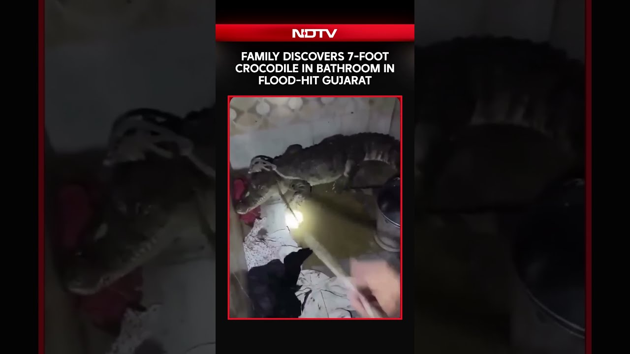 Gujarat Floods | 7-Foot Crocodile Found Inside Flood-Hit Home, Family Escapes Unhurt