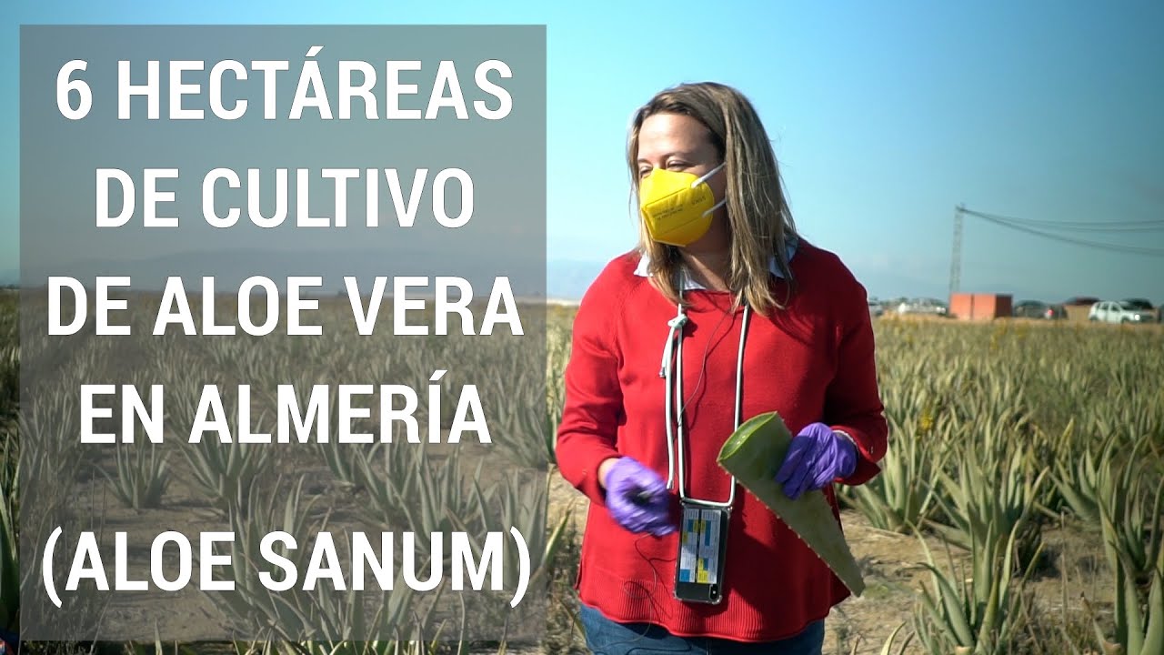 CULTIVO de ALOE VERA usos y propiedades 🔝🌅 | El poder del Acemannan 🌟 | Conoce a Aloe Sanum 🌵