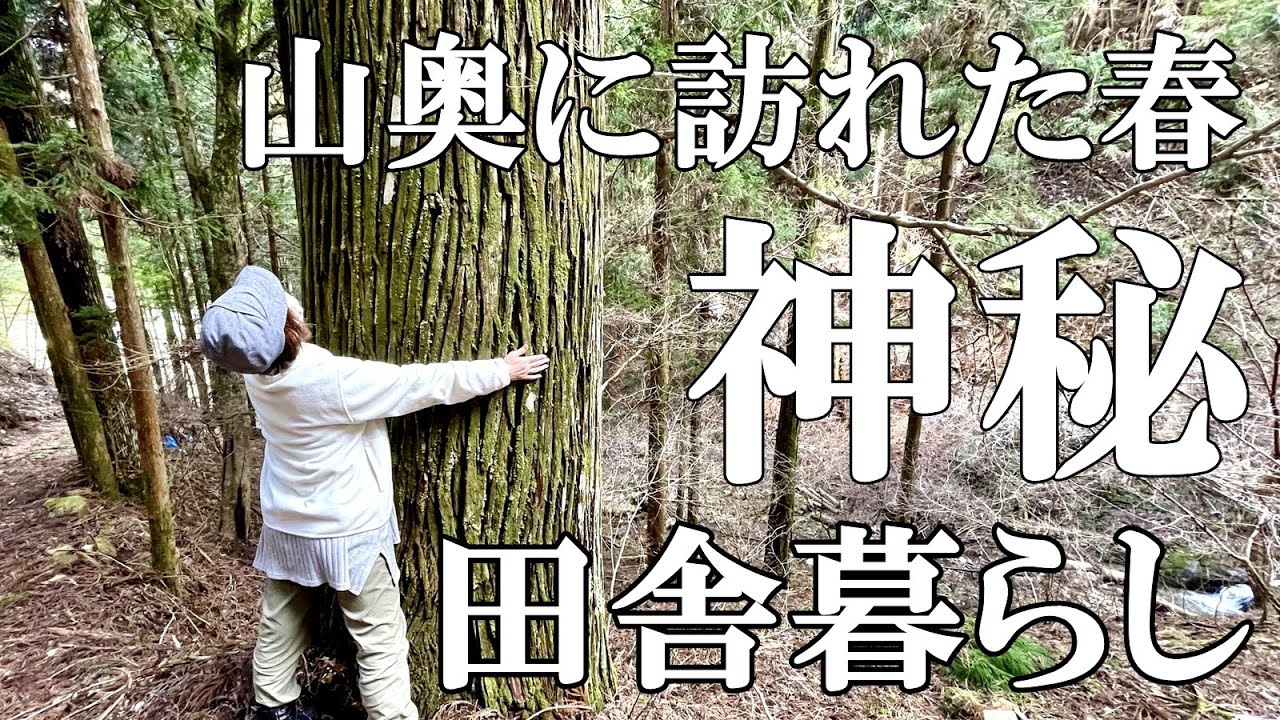 【神秘的な山】山に春を告げる黄色い花ミツマタの群生地 樹齢160年の杉 初めて見た野蒜(のびる)と赤飯作り。自然豊かな山奥暮らしの日々｜村暮らし｜移住｜料理【標高800mの田舎暮らし】