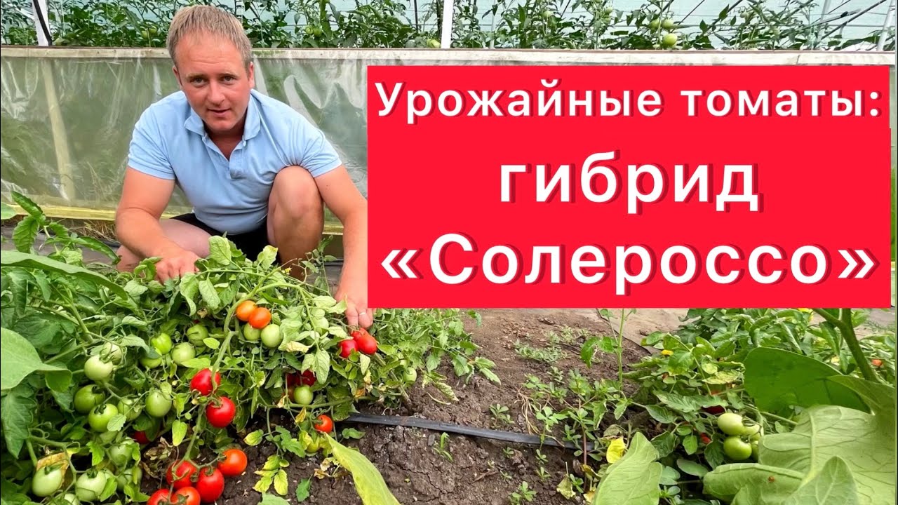 Урожайные томаты: гибрид Солероссо