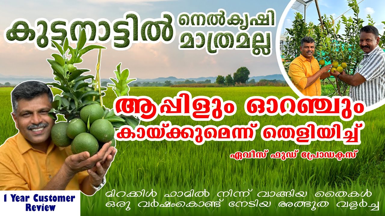 കുട്ടനാട്ടിൽ നെൽകൃഷി മാത്രമല്ല ആപ്പിളും ഓറഞ്ചും കായ്ക്കുമെന്ന്  തെളിയിച്ച്  ഏവീസ് ഫുഡ് പ്രോഡക്ടസ്.👍