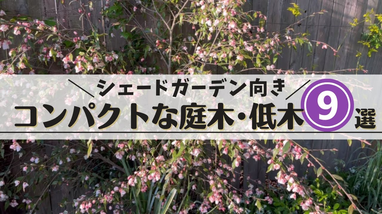 《丈夫で管理が楽！シェードガーデンに使える常緑低木③落葉低木⑥》我が家の庭木第一弾／半日陰の庭にコンパクトな庭木を植えよう！／目隠しにも使える常緑樹／カラーリーフ／耐陰性のあるバラ