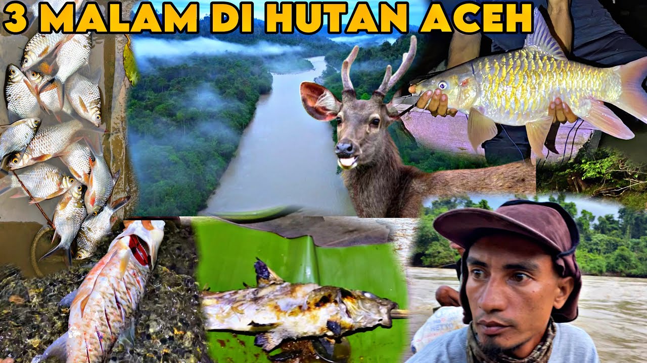 4 HARI 3 MALAM MASUK HUTAN BERPETUALANG MENCARI IKAN CAMPING DI SUNGAI DAN BERTEMU BINATANG LIAR