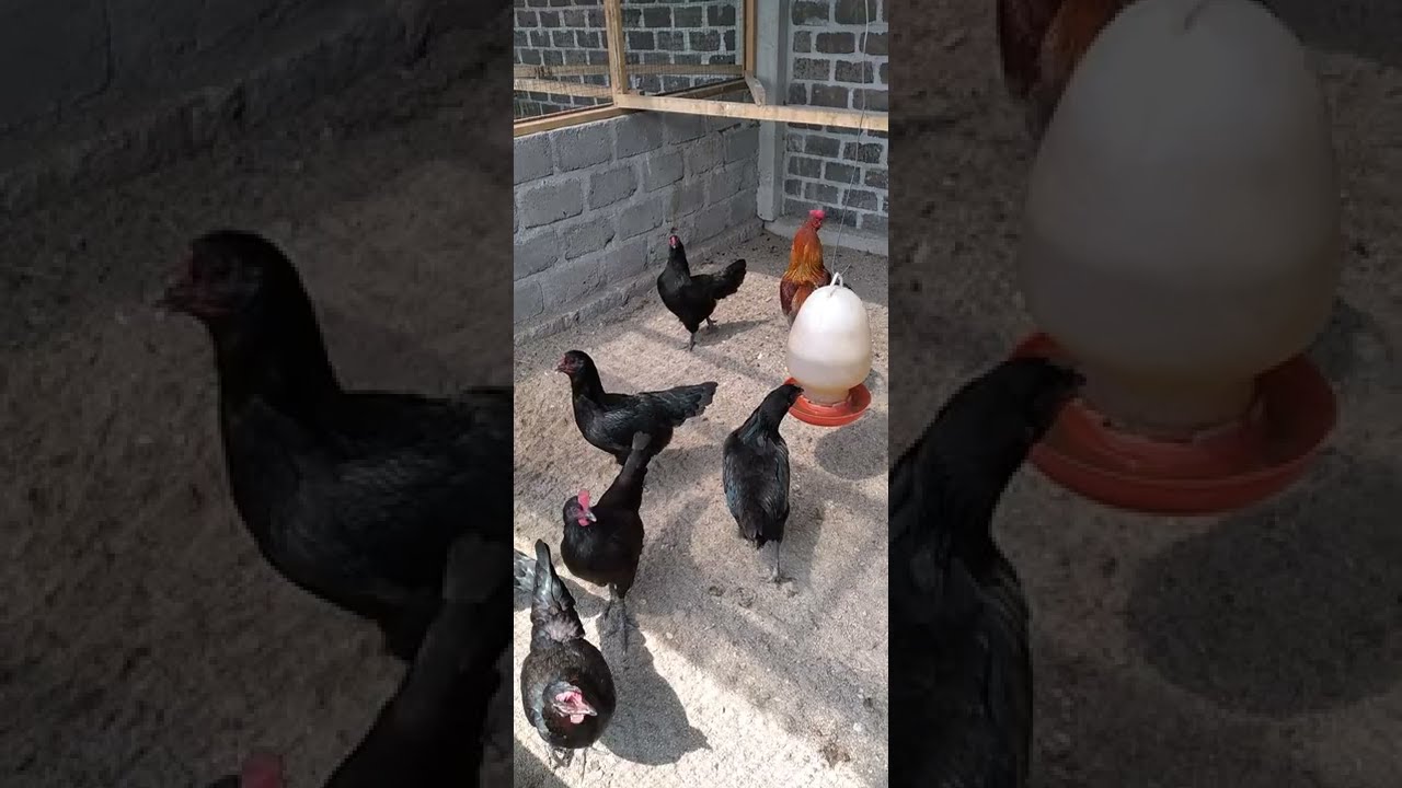 kegunaan seng plastik (atap fiber), dan arah kandang menghadap ke timur dan ke barat