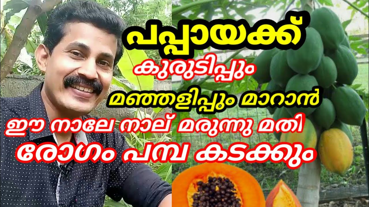 പപ്പായയുടെ കുരുടിപ്പും മഞ്ഞളിപ്പും മാറാൻ ഈ നാലേ നാല് മരുന്നു മതി/ papaya cultivation tips Malayalam