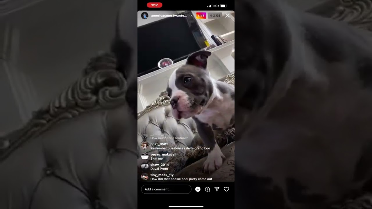 Lil Boosie Goes Live With His Dogs