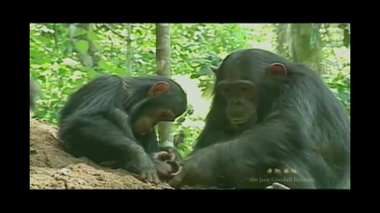 Chimpanzee Tool Use