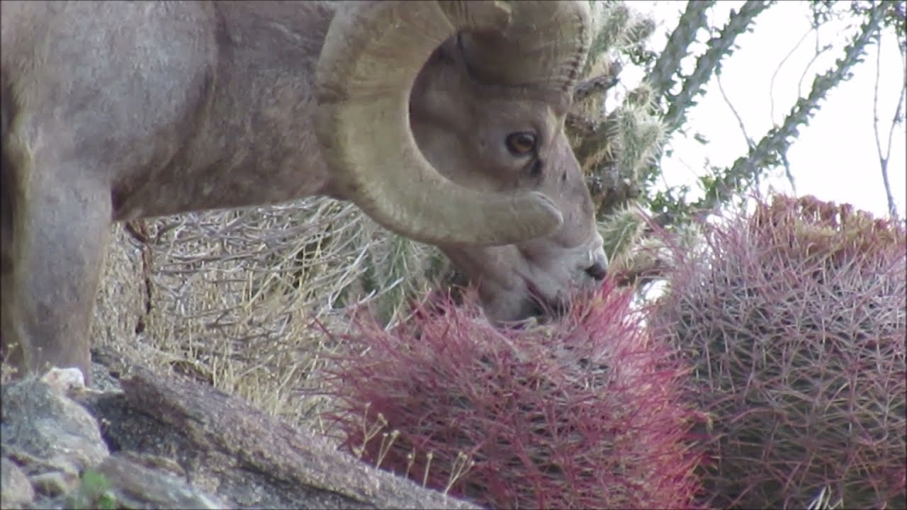 Bighorn Sheep shows how to open up and eat a Barrel Cactus Ferocactus cylindraceus for lunch