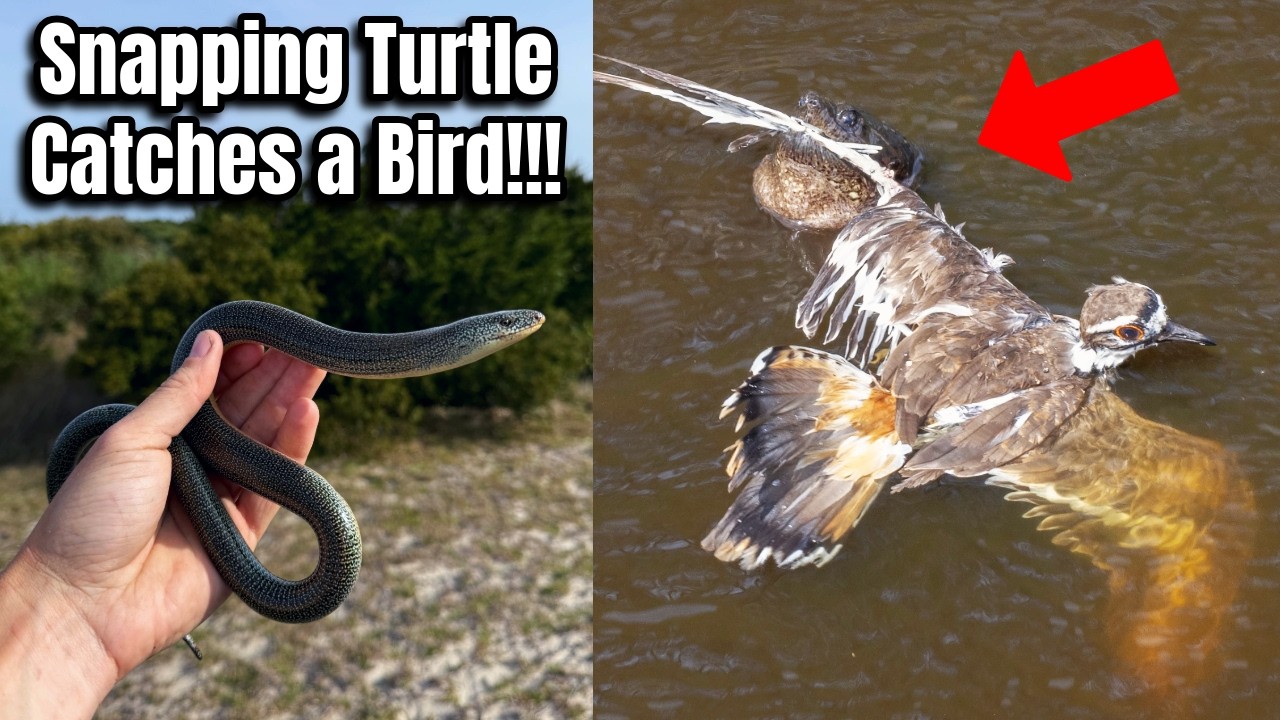 Herping the Outer Banks and Coastal North Carolina! Kingsnakes, Spotted Turtles, and More!