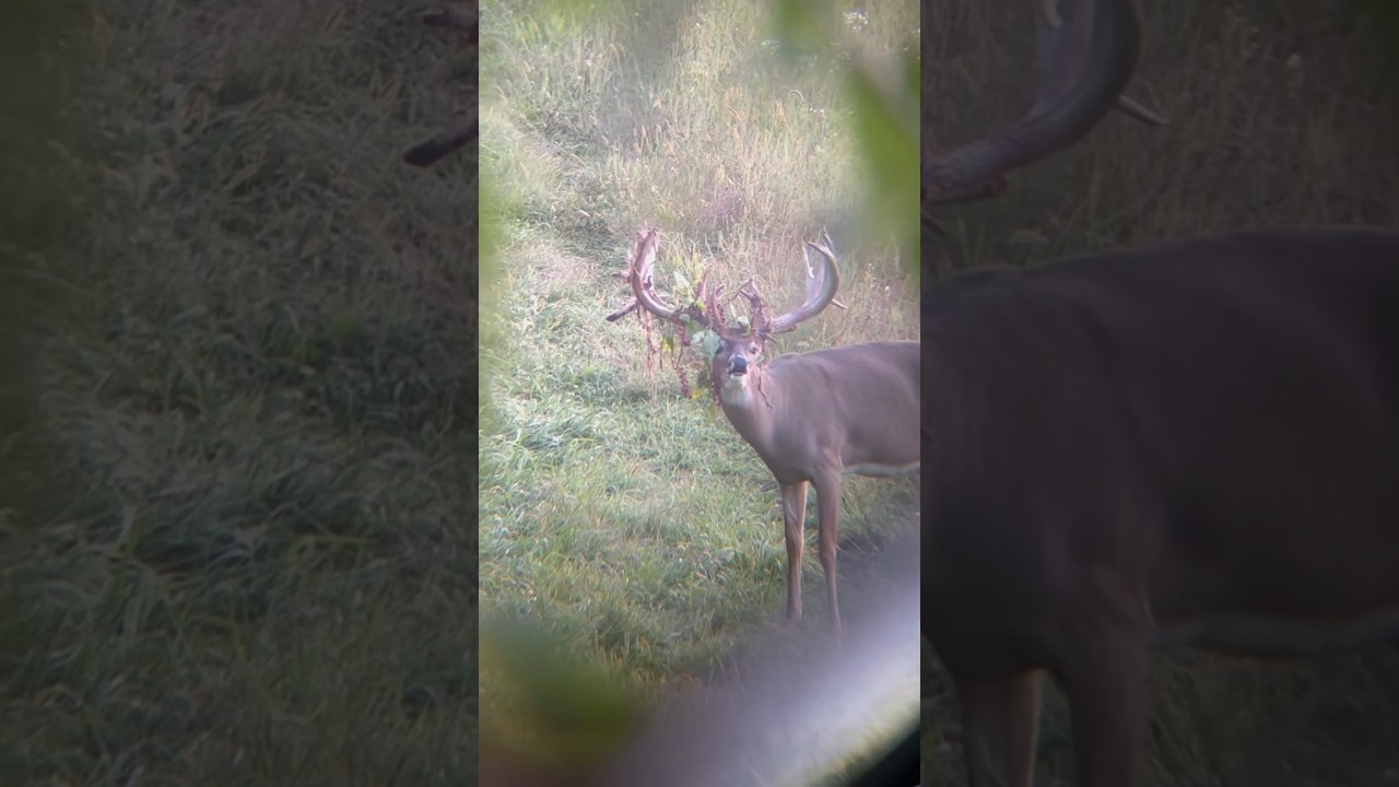 Think he likes poke berries? #deer #hunting #bucks