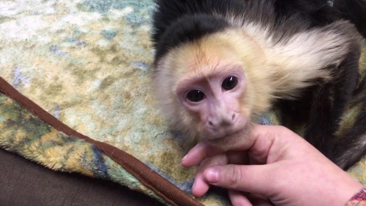 CALMEST MONKEY EVER!