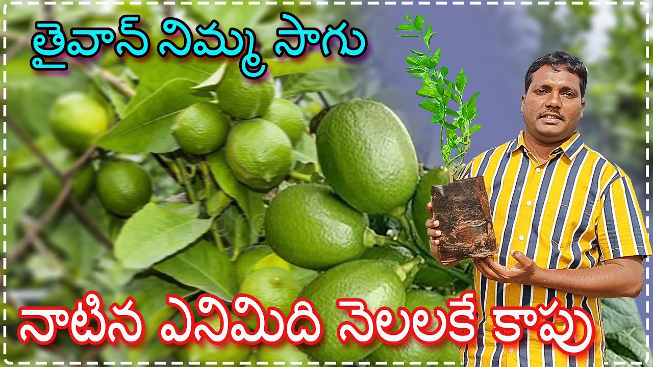 సంవత్సరంలోనే కాపు కు వచ్చే తైవాన్ నిమ్మ | Good Results With Taiwan Variety Lemon | AgriTech Telugu