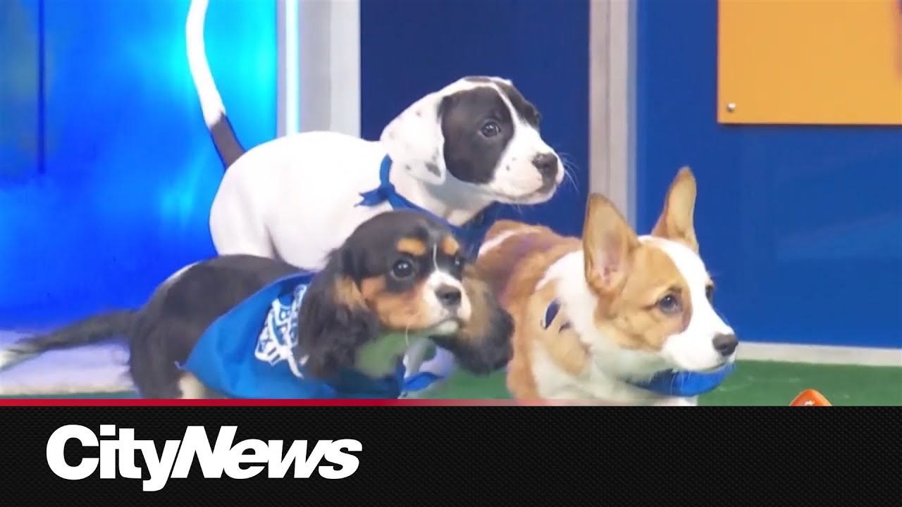 'Puppy Bowl 22' takes the field this weekend