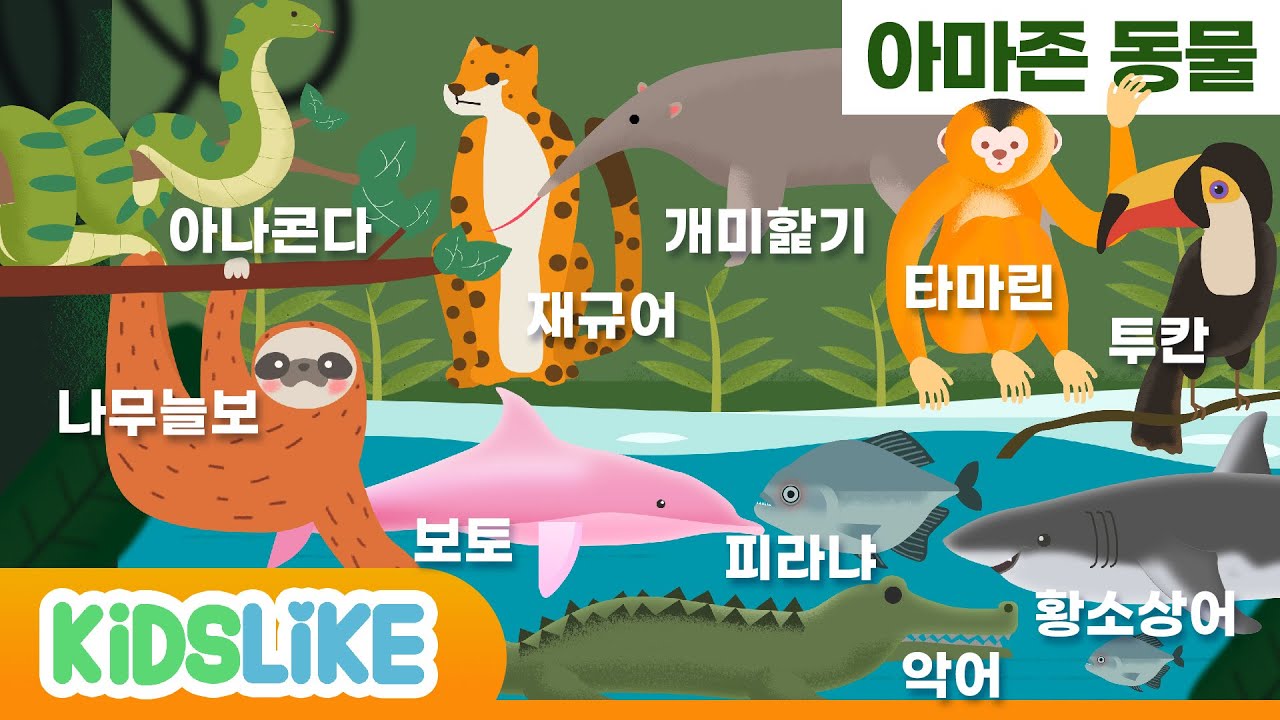 아마존 동물 친구들을 만나보자![Amazon jungle] ㅣ 어린이 애니메이션