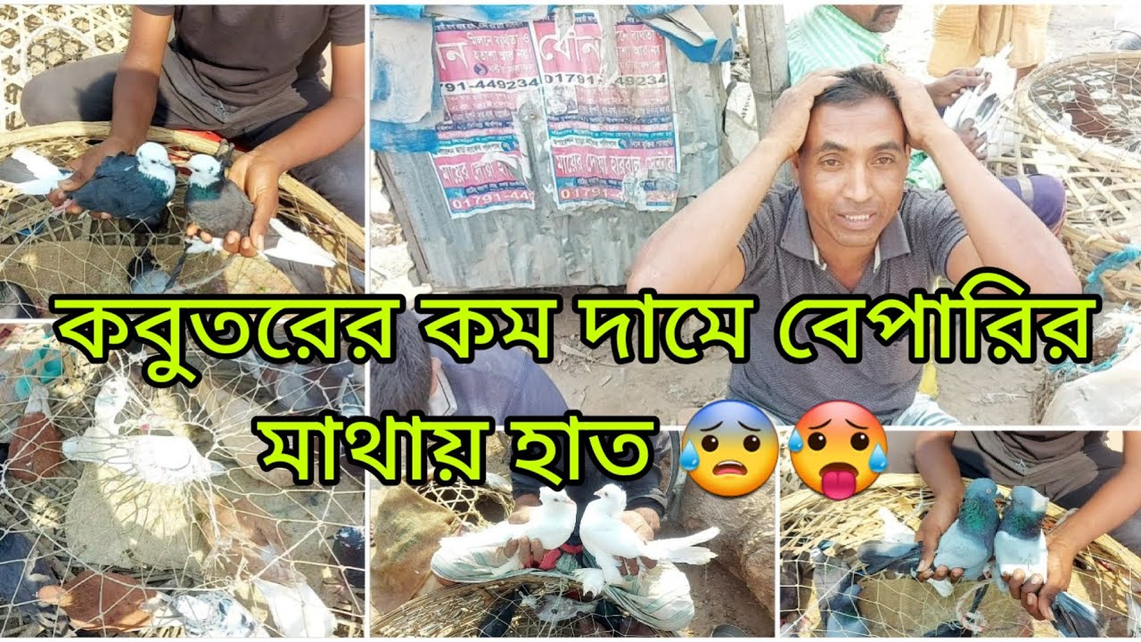 তাহেরপুর হাটে কবুতরের বাজার-দর, তাহেরপুর হাট, রাজশাহী।||Master Agro BD