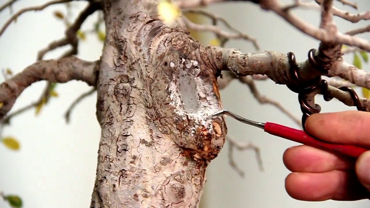 Борьба с гниющей древесиной бонсай
