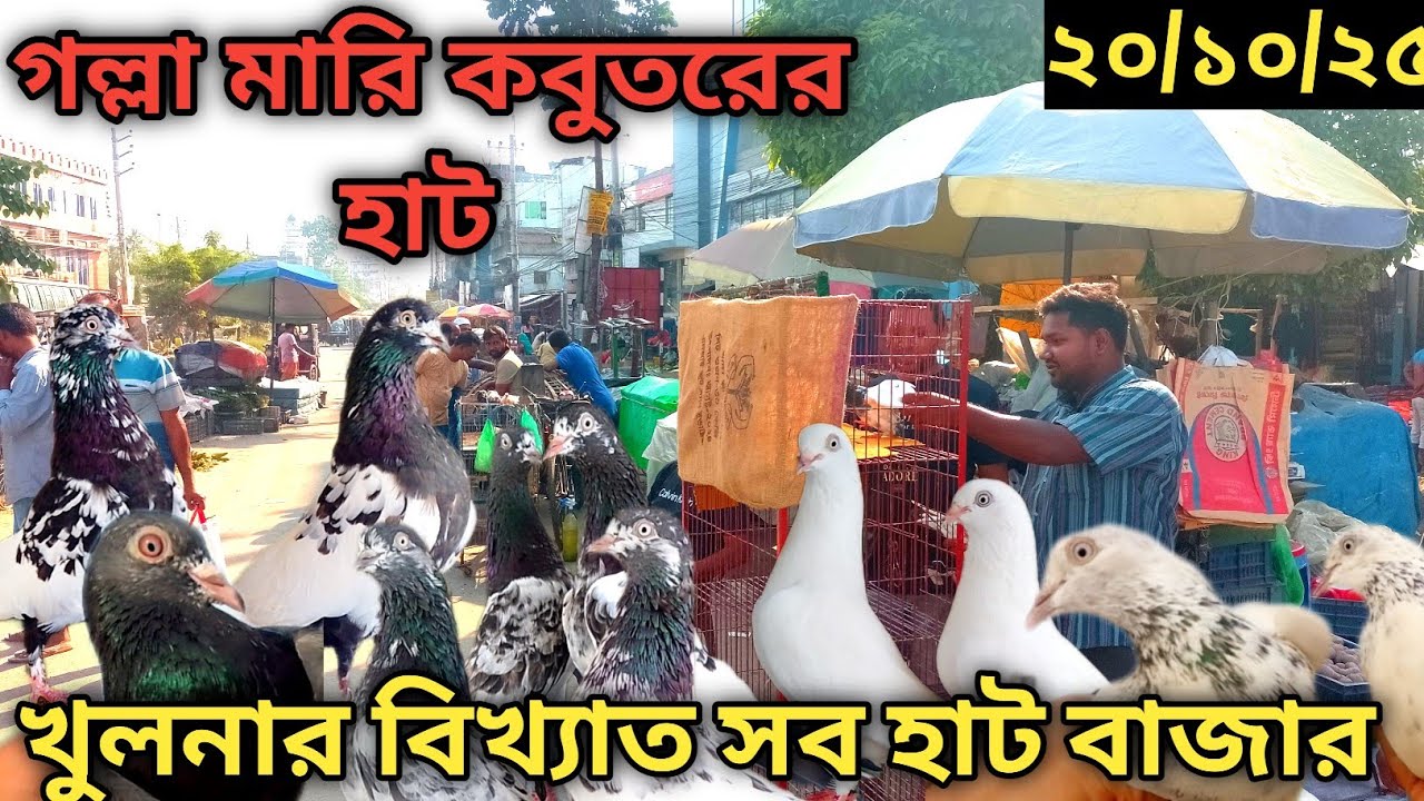 গল্লামারি কবুতরের হাট Golla mari new pigeon market in khulna largest pigeon market হাট বাজার পর্ব -৩