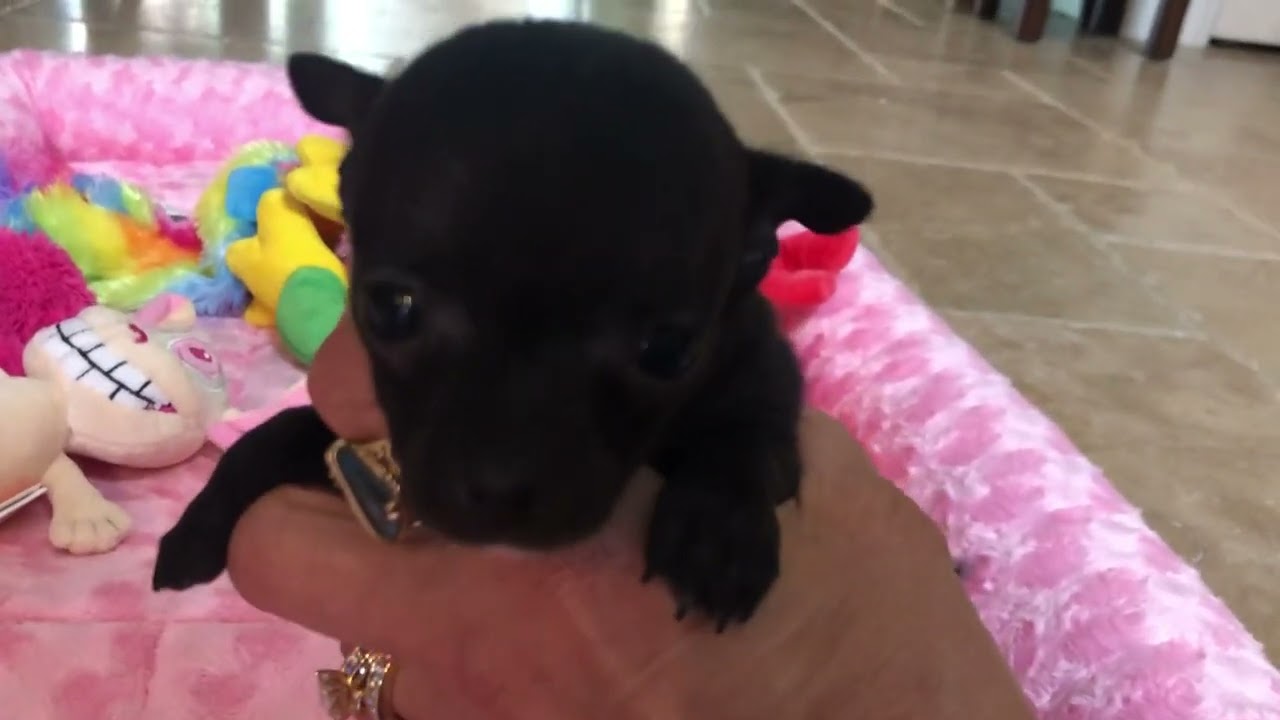 5 week old super friendly chihuahua puppies