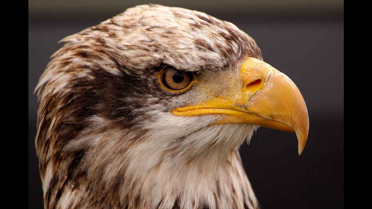 Force Sony &alpha;6500