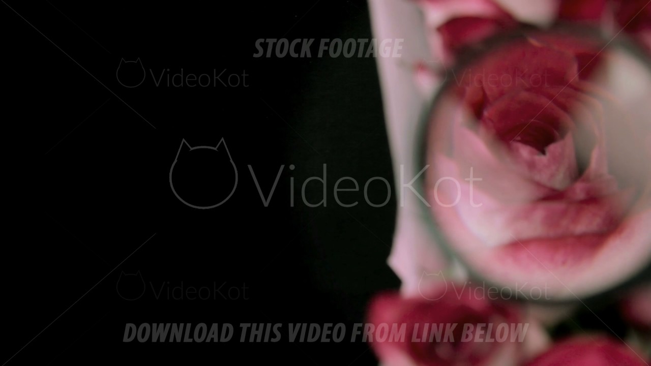 Rose buds under a magnifying glass
