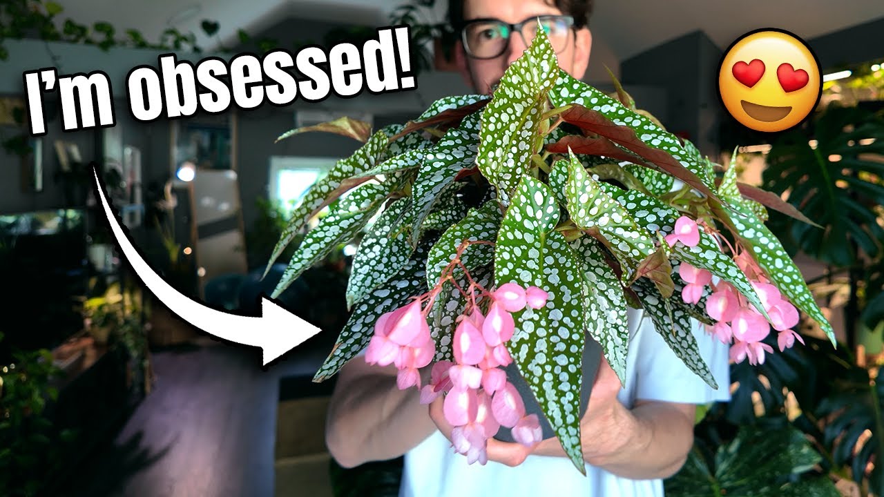 My Favorite Plants Right Now 😍 (You Need These Too!)