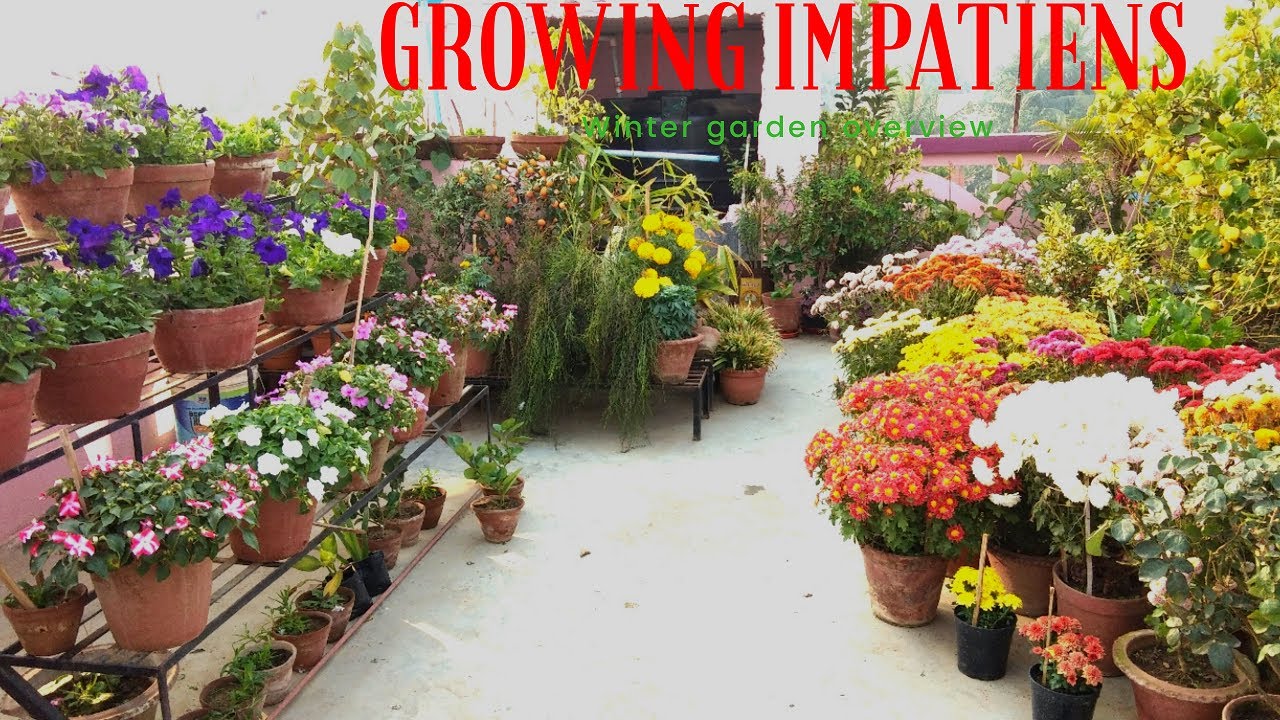 Growing Impatiens in my Garden, Winter garden overview episode 2, Part 7