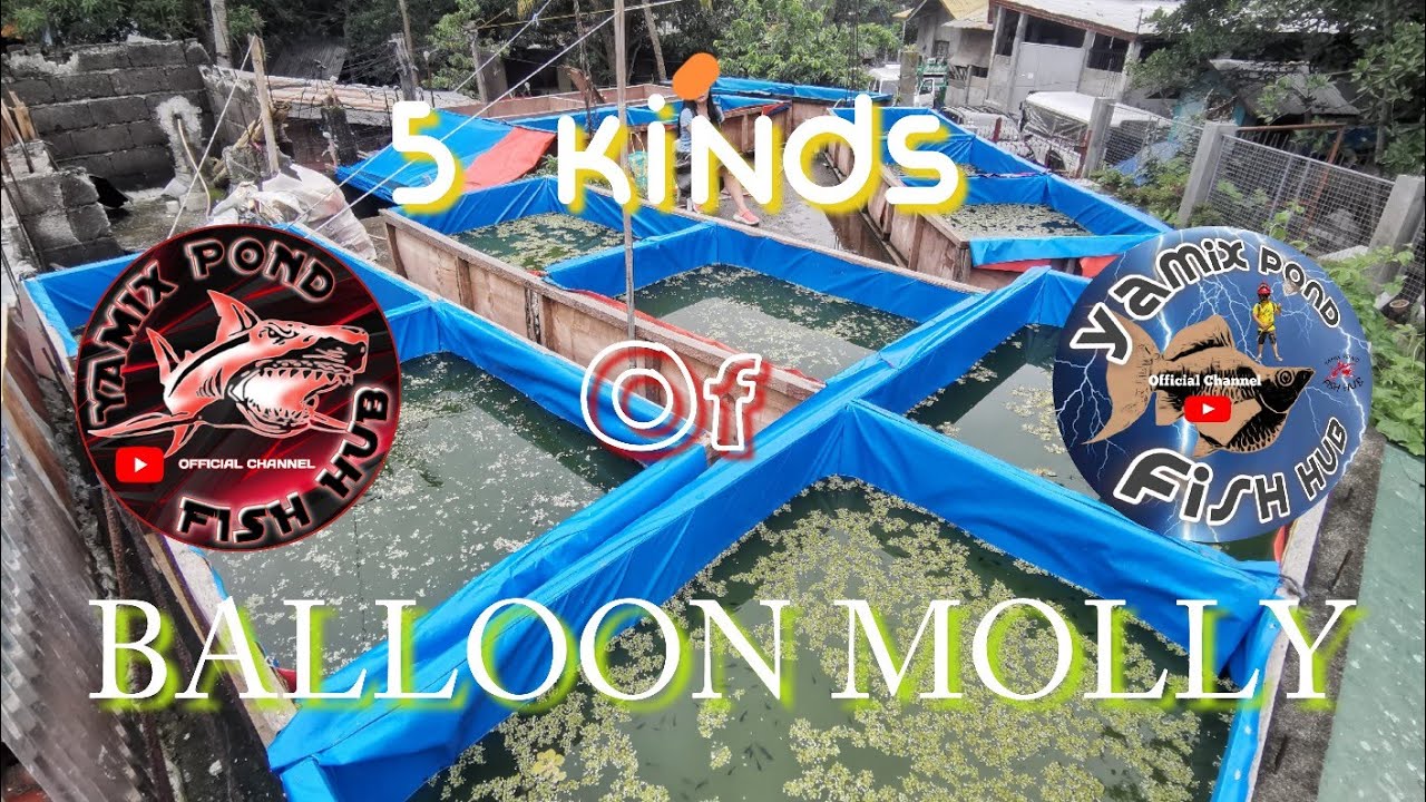 5 kinds of balloon molly/golden/Black/silver/choco/leopard