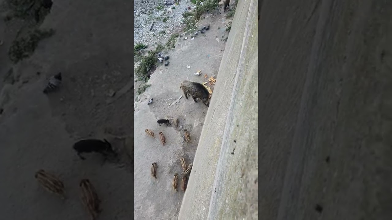 cinghiali nel bisagno  a Genova  ,qualcuno gli ha buttato parecchia focaccia.