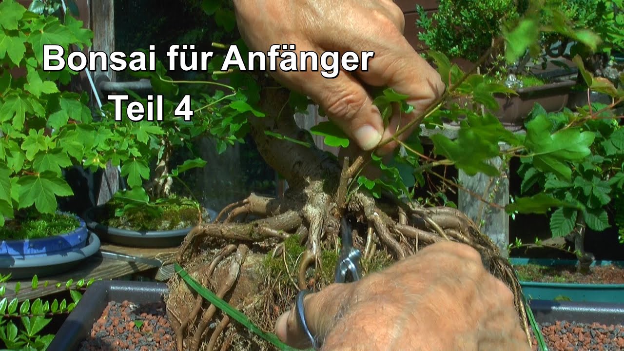 Bonsai für Anfänger Teil 4 Schneiden im Sommer mit Apfel und Feldahorn auf dem Felsen