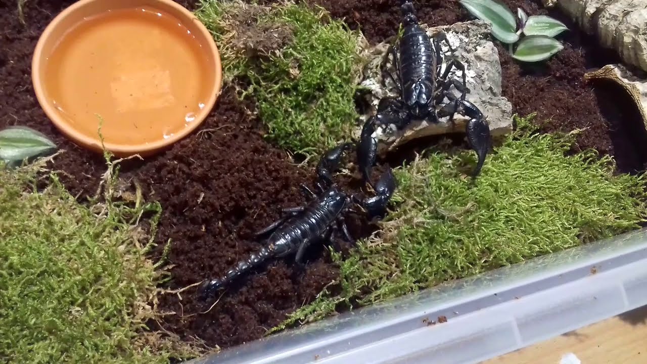 Skorpion dla początkujących - Heterometrus petersii ( aktualnie H. silenus)