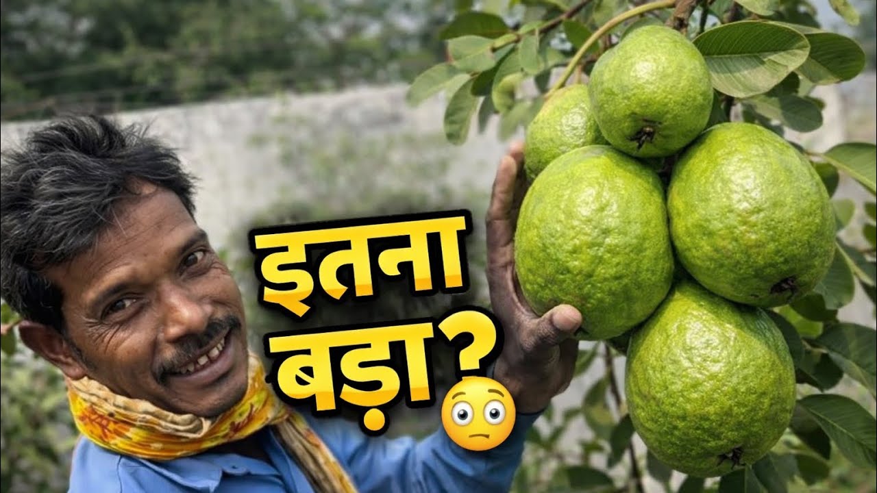 Amrood ya kuch aur ? Itna bada phal maine pehle kabhi nahi dekha! 🤯