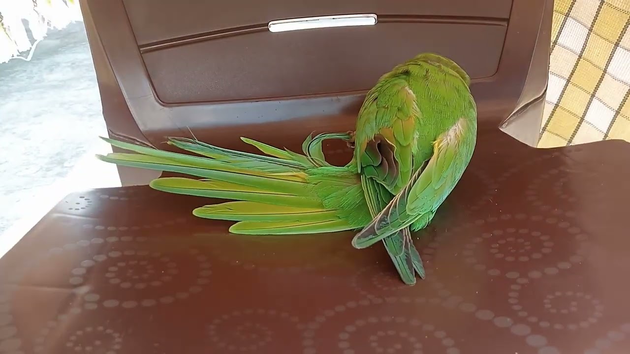 Mithu ki khujli 🦜🤣 full vedio (मिट्ठू खुजली करता हुआ ) #like and subscribe# 😅✨
