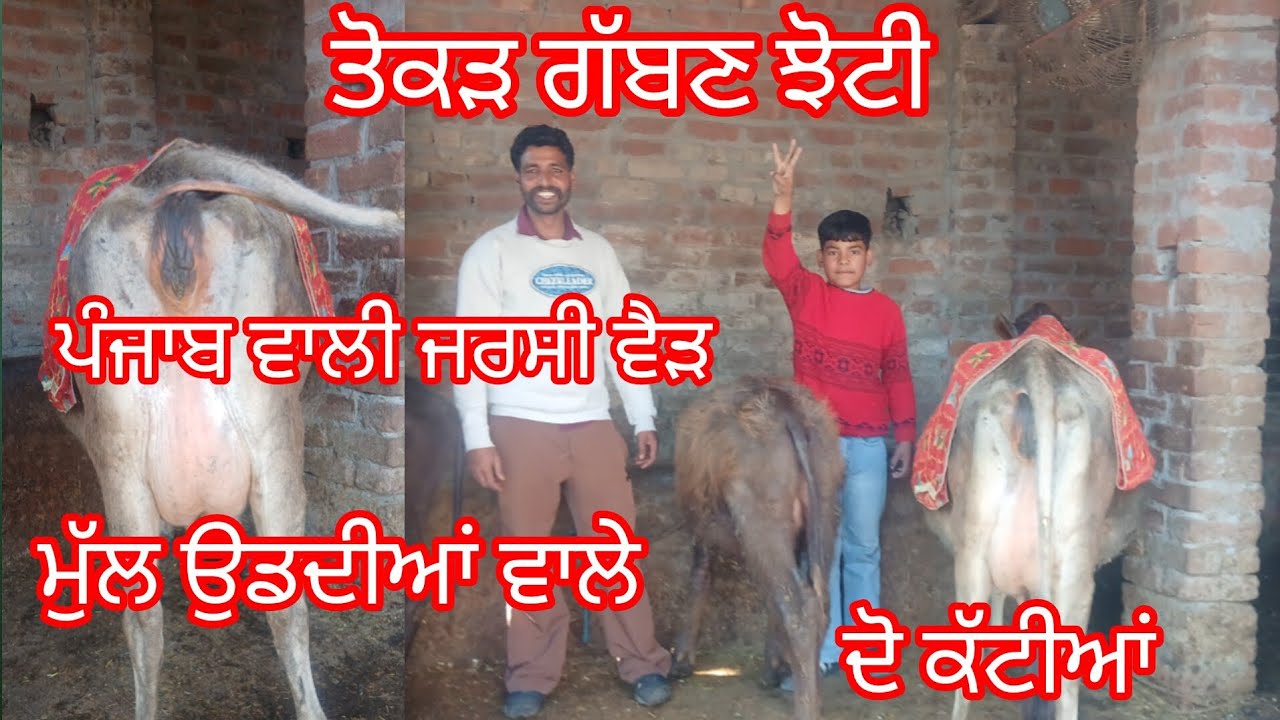 ਤੋਕੜ ਗੱਭਣ ਝੋਟੀ ਪੰਜਾਬ ਵਾਲੀ ਜਰਸੀ ਵੈੜ ਦੋ ਕੱਟੀਆਂ ਬਿਲਕੁਲ ਜਾਇਜ਼ ਰੇਟ /buffalo and cow for sale 