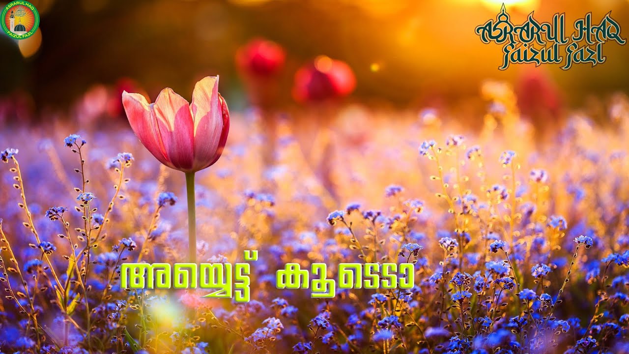 🎶SAYYID MUHAMMED FAZL POOKKOYA THANGAL 💕  ✍️:- P.K.K ABDUL QADAR FALFARI KALPETTA
