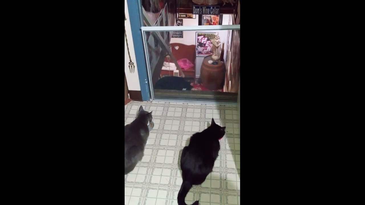 THE BLENDING OF MY CAT FAMILY