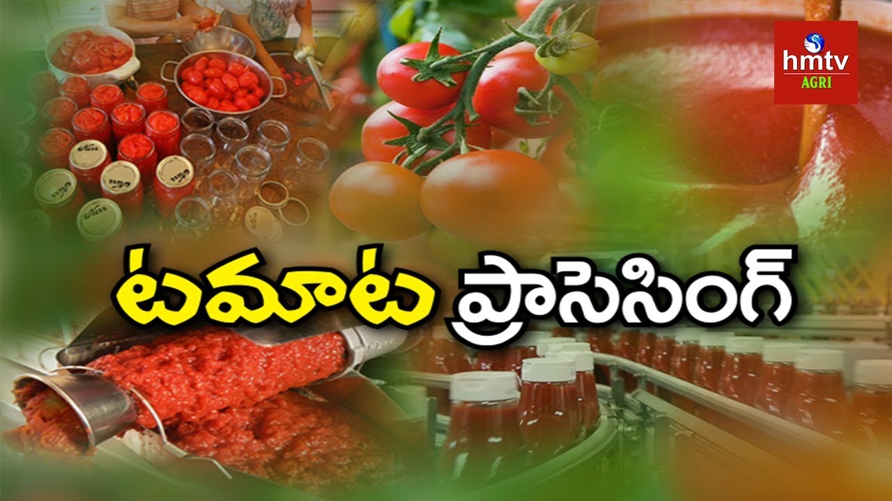 Tomato Processing Guide By Mynampati Sreenivasa Rao | hmtv Agri