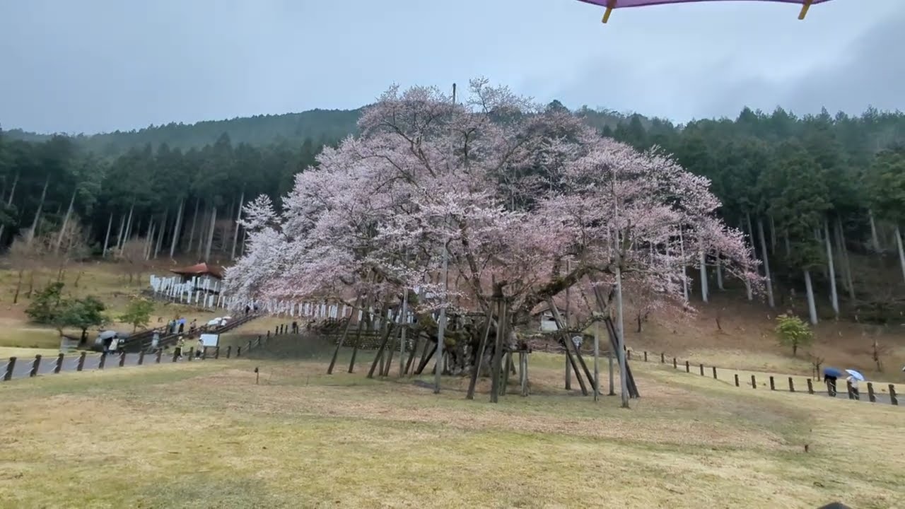 【雨の日の淡墨桜】　岐阜県本巣市　2025年4月6日（日）　　Gifu-Japan