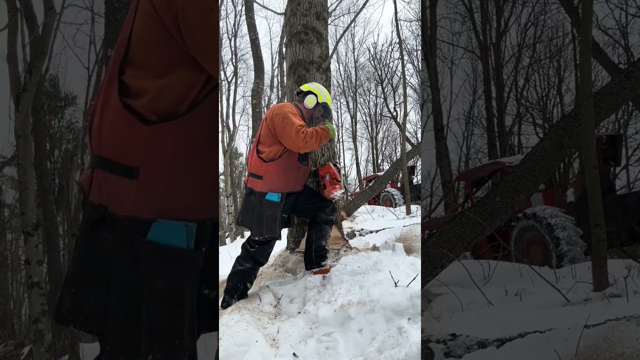 TIMBERRRR