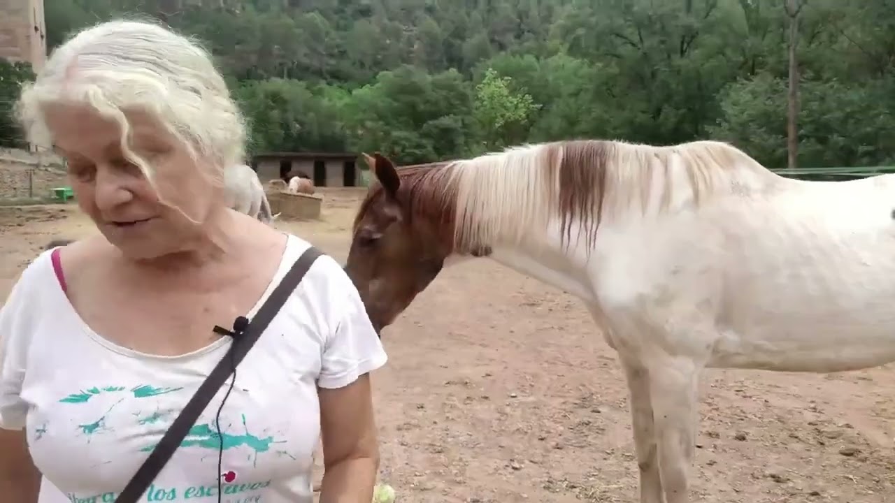 🐴🖋️ PLUMA una YEGUA ABUELA con PROBLEMAS METABÓLICOS