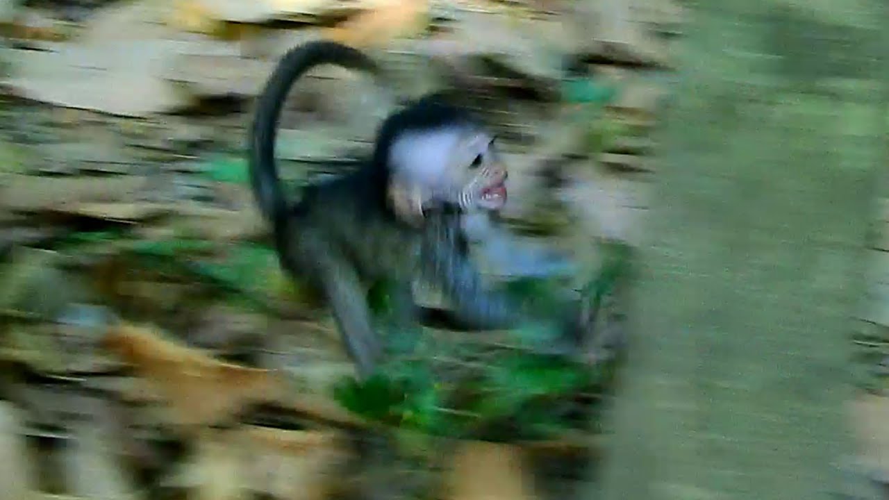 Oh no.. Smart Jiva ran to cr\ush the tree when she was angry mom Jazzy walked left her alone.