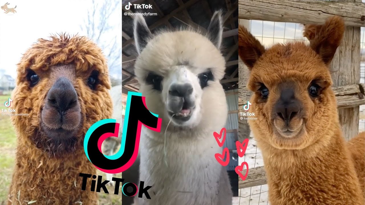 Cute Alpacas & Llamas Compilation (Cuteness Overload) TikTok 2021🦙