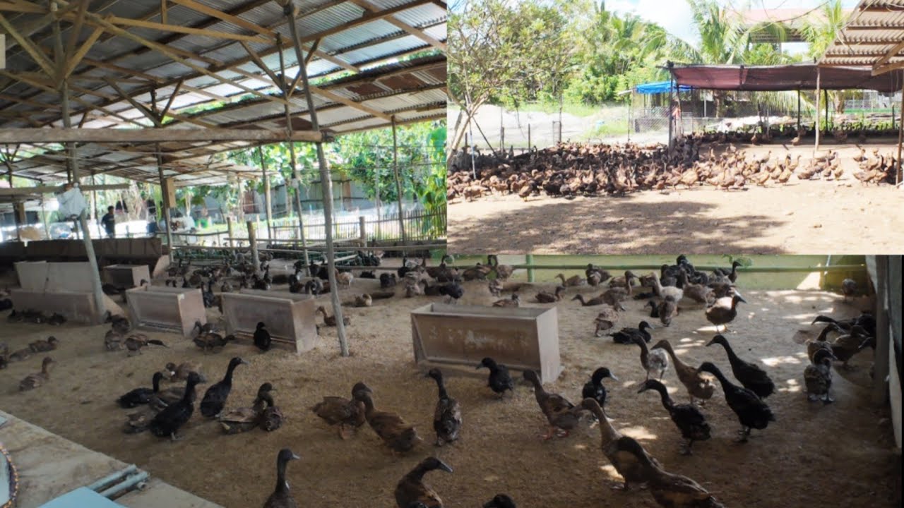THIS DUCK FARM HAS 4,000 HEADS OF ITIK PINAS F1 WITH FULLY GROUND SETUP. VERY IDEAL
