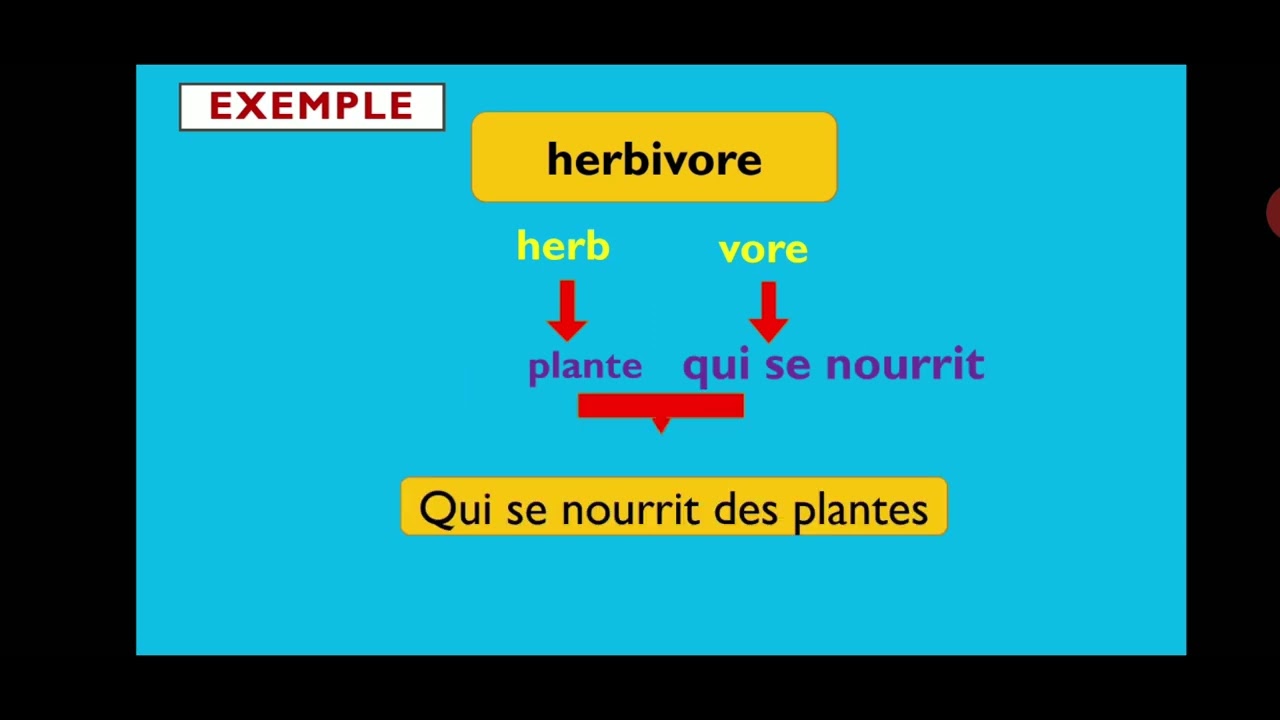 Les racines grecques et latines