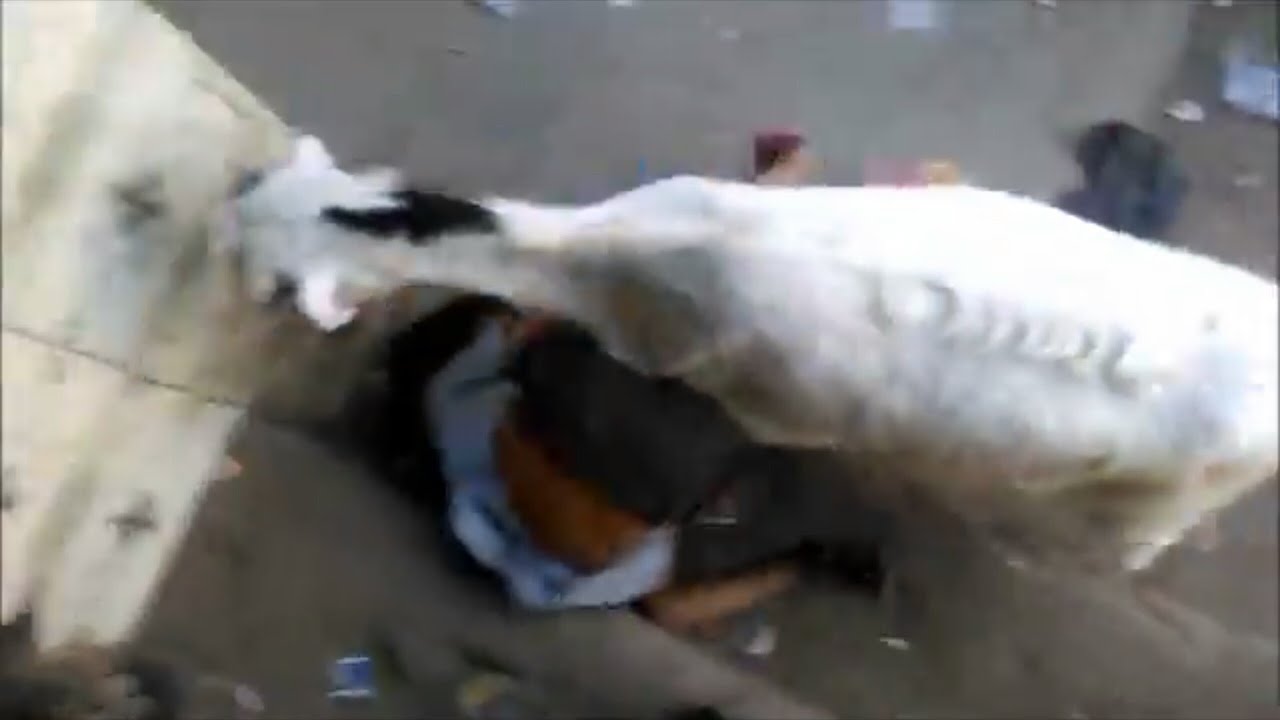 funny animals goat sheep,ostrich attack human videos  2017 ,,,funniest moments javed naqvi