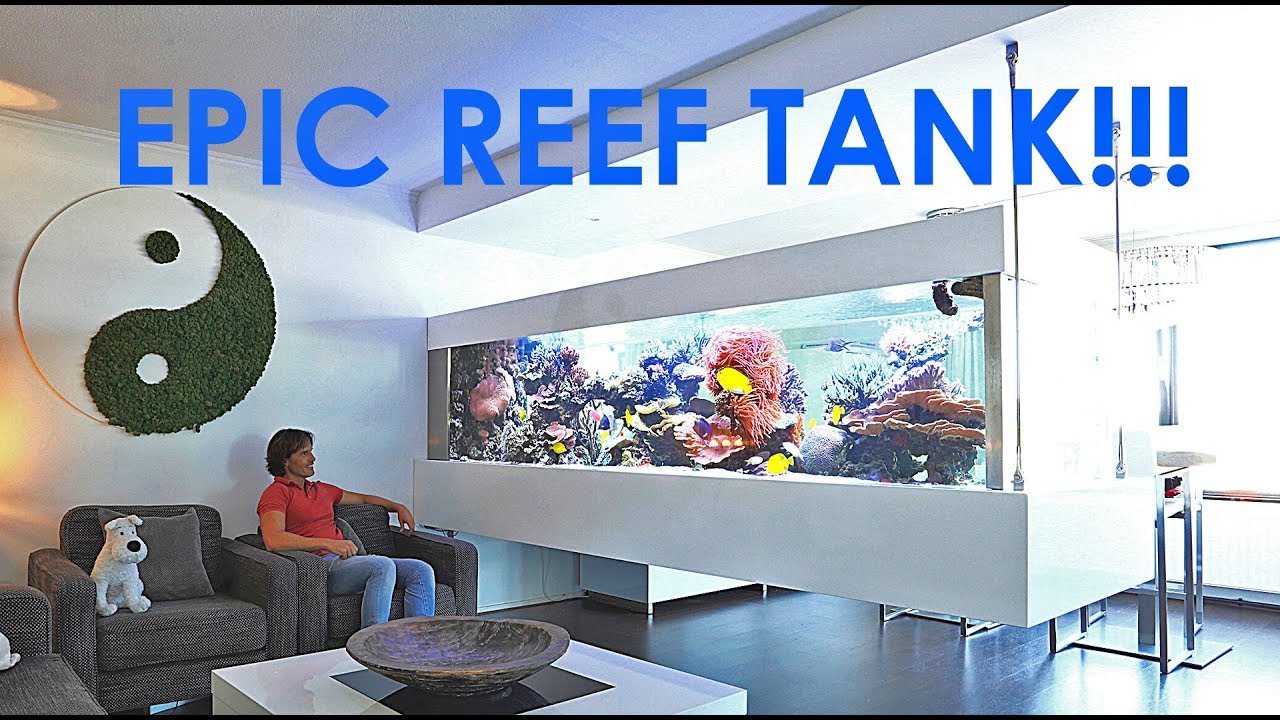 RALPH'S REEF - EPIC REEF TANK IN AMSTERDAM!!