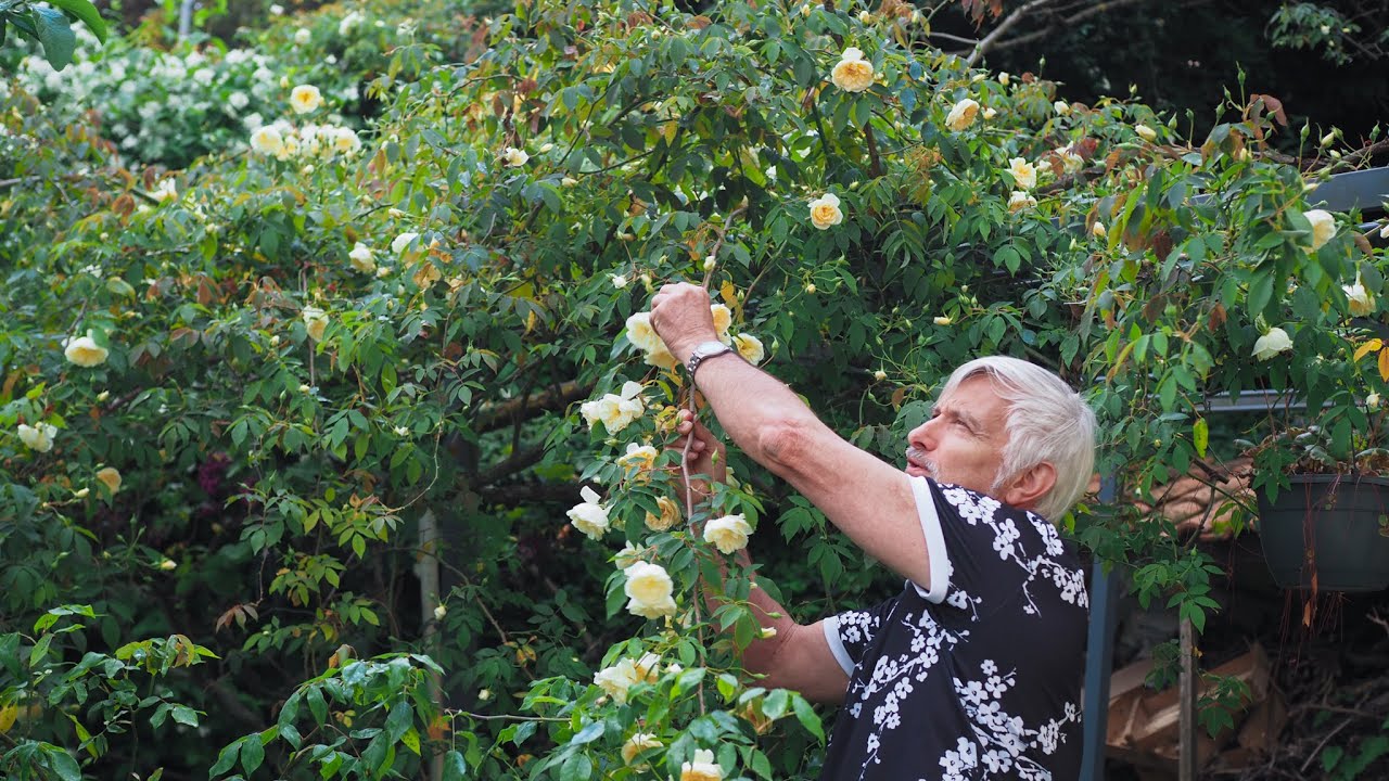 Visite chez Dominique Massad, obtenteur des roses - 4 mai 2025
